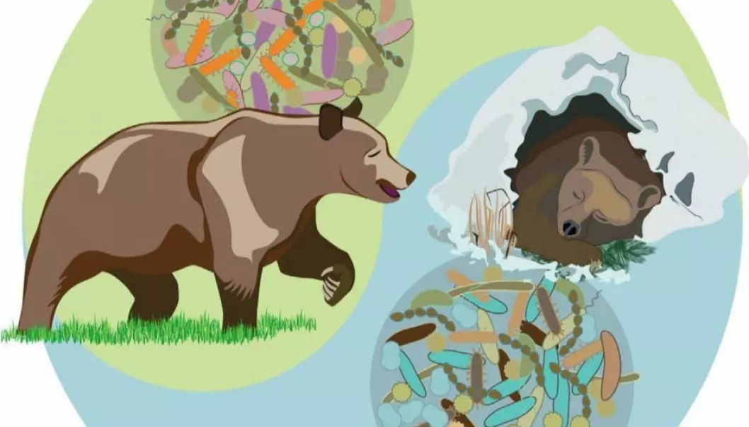 A bear’s gut microbiota changes from summer to winter. (Illustration: Cell Reports)