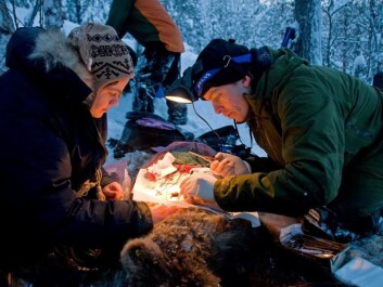Once the bear is anaesthetised, scientists begin taking a range of samples, including small fat- and muscle-biopsies. (Photo: Ole Frøbert) Once the bear is anaesthetised, scientists begin taking a range of samples, including small fat- and muscle-biopsies. (Photo: Ole Frøbert)