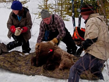 Bears in the Scandinavian Brown Bear Research Project wear GPS collars. This helps the scientists locate the bear’s den in winter. They dig it out quickly, the bear wakes, and is quickly anaesthetised. (Photo: Ole Frøbert) Bears in the Scandinavian Brown Bear Research Project wear GPS collars. This helps the scientists locate the bear’s den in winter. They dig it out quickly, the bear wakes, and is quickly anaesthetised. (Photo: Ole Frøbert)