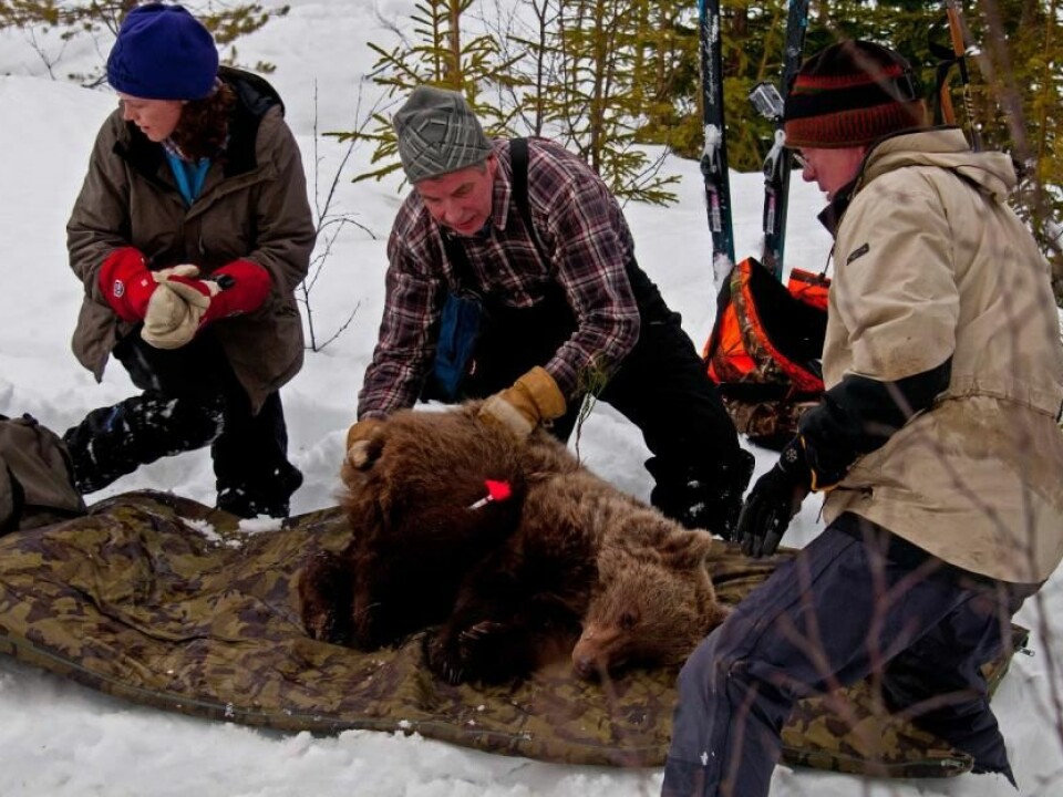 Bears in the Scandinavian Brown Bear Research Project wear GPS collars. This helps the scientists locate the bear’s den in winter. They dig it out quickly, the bear wakes, and is quickly anaesthetised. (Photo: Ole Frøbert)