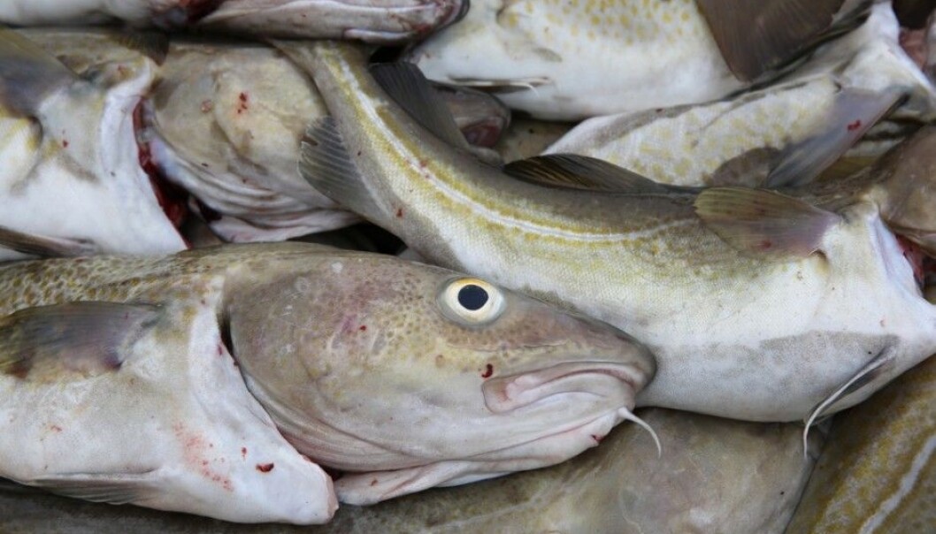 Cod has been a major food for Scandinavians for millennia. Maybe the biggest cod consumers were those who lived on seacoasts during the Stone Age, according to new findings from Lund University. (Photo: Bernhard Richter / Shutterstock / NTB scanpix) Cod has been a major food for Scandinavians for millennia. Maybe the biggest cod consumers were those who lived on seacoasts during the Stone Age, according to new findings from Lund University. (Photo: Bernhard Richter / Shutterstock / NTB scanpix)