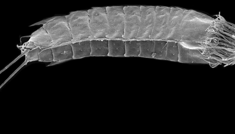 “If you want to discover something really new that shakes the tree of life, then you need to study microscopic animals,” says Martin Sørensen who has spent 20 years studying mud dragons. (Photo: Martin Vinther Sørensen)