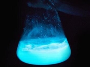 Bioluminescent algae light up the dark. This bright blue light could illuminate cities in the future. (Photo: Mikal Schlosser) Bioluminescent algae light up the dark. This bright blue light could illuminate cities in the future. (Photo: Mikal Schlosser)