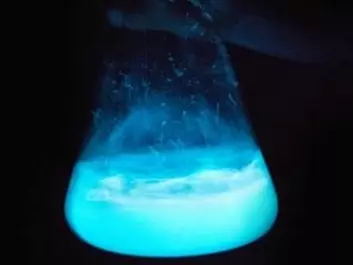 Bioluminescent algae light up the dark. This bright blue light could illuminate cities in the future. (Photo: Mikal Schlosser)