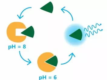 The luciferase enzyme (yellow Pacman) becomes active at pH 6. It binds with luciferin (green wedge), transferring energy via oxidation, which is emitted as blue light. (Illustration: Signe Friis Schack, Allumen IVS)