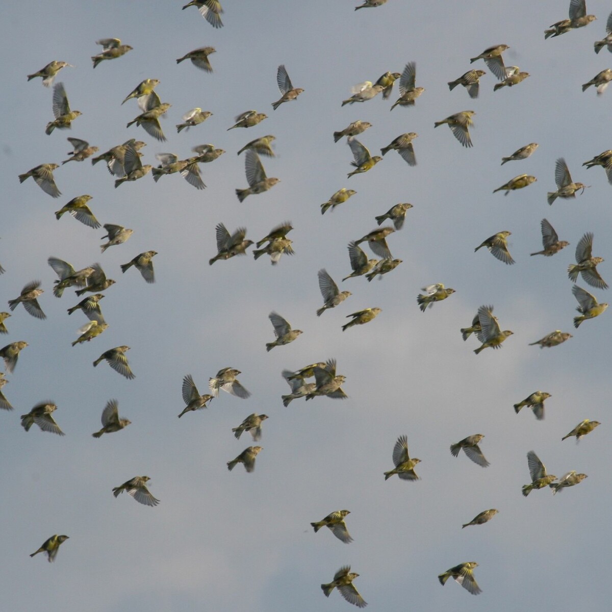 The great escape: Birds fly away from disease