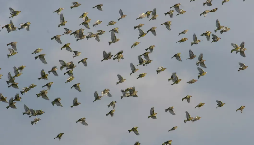 Some birds live year-round in the same region (residents) such as sedentary European greenfinches (pictured above), which stay within Europe. Others birds perform long-distance migration between breeding grounds in Europe and warmer regions in Africa where they spend their winters (migrants). (Photo: Thomas Alerstam)