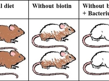 Lactobacillus murinus bacteria could explain hair loss, according to a new study. (Illustration: Kenneth Klingenberg Barfod) Lactobacillus murinus bacteria could explain hair loss, according to a new study. (Illustration: Kenneth Klingenberg Barfod)