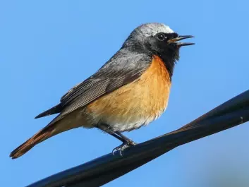 The European redstart is an example of a migrant bird that breeds in Europe but spends the winter in Sub-Saharan Africa. (Photo: Thomas Alerstam)