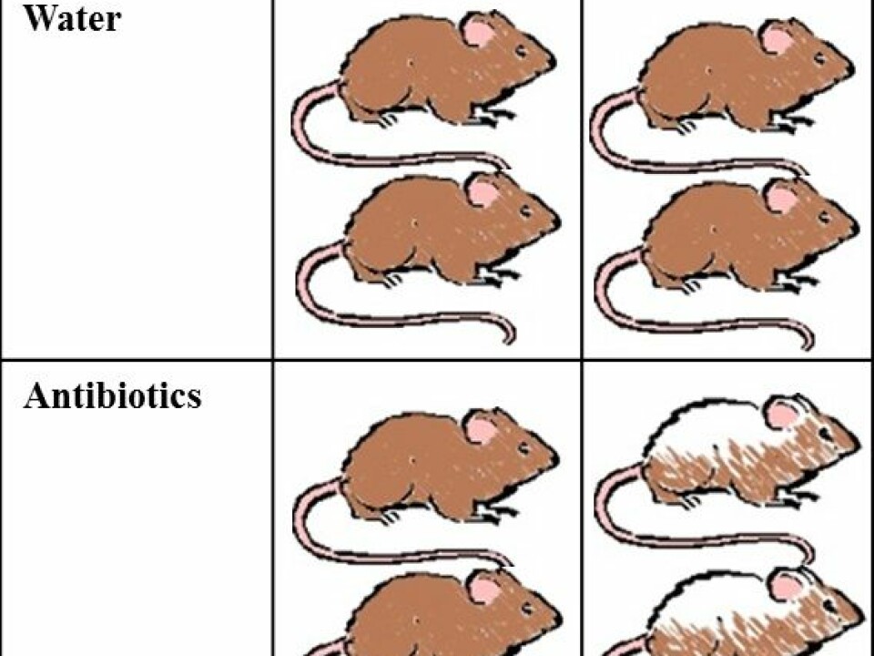 Laboratory mice on a biotin-free diet and antibiotics saw an increase in a particular gut bacteria. (Illustration: Kenneth Klingenberg Barfod)