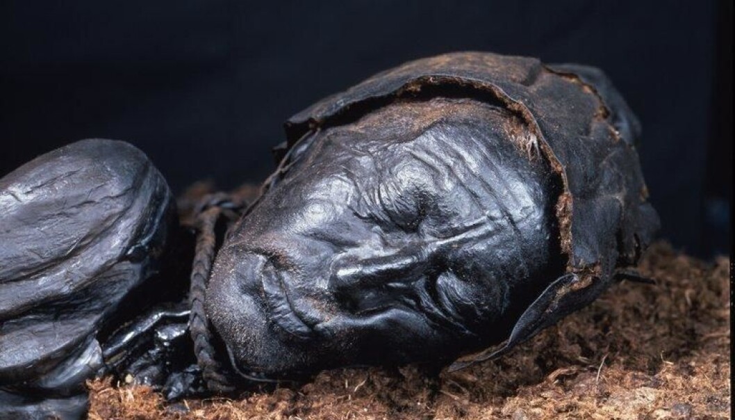 Scientists have re-examined the bog bodies of Denmark, like Tollund Man shown here. (Photo: Museum Silkeborg) Scientists have re-examined the bog bodies of Denmark, like Tollund Man shown here. (Photo: Museum Silkeborg)