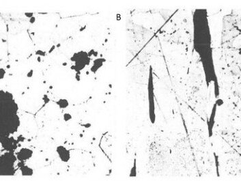 Bog iron ore seen under a microscope and magnified 400 times. On the left you can see rounded slag inclusions in the iron that has just been removed from the furnace (bloom iron). On the right you can see the flat slag inclusions formed by forging and working the bloom iron. (Figure: Henriette Syrach Lyngstrøm) Bog iron ore seen under a microscope and magnified 400 times. On the left you can see rounded slag inclusions in the iron that has just been removed from the furnace (bloom iron). On the right you can see the flat slag inclusions formed by forging and working the bloom iron. (Figure: Henriette Syrach Lyngstrøm)