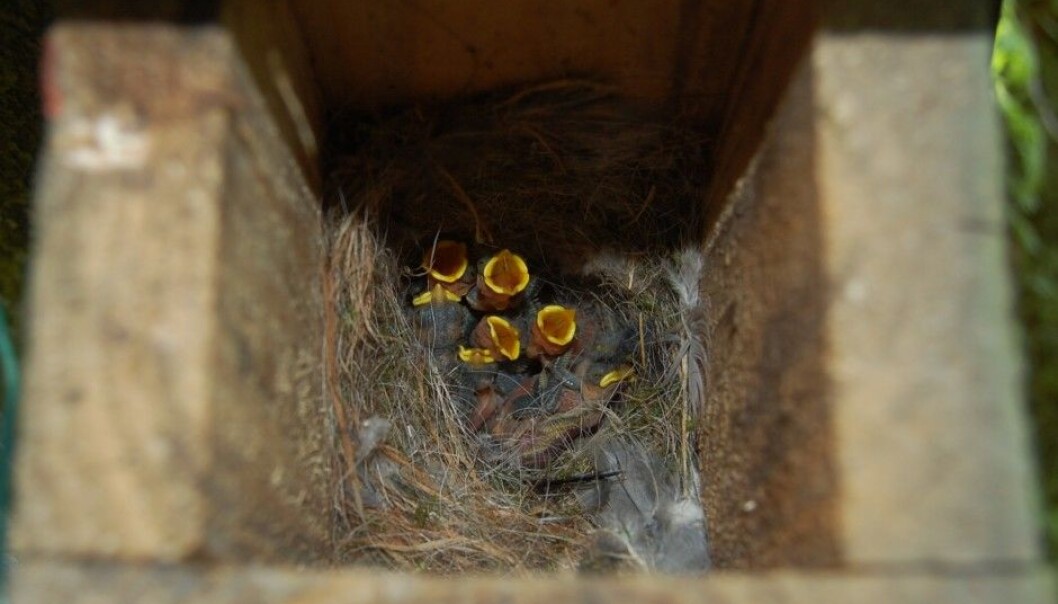 Blue tit nestlings wait for food. Some of these nestlings had to survive temperatures of 50 degrees C as part of an experiment. (Photo: Fredrik Andreasson) Blue tit nestlings wait for food. Some of these nestlings had to survive temperatures of 50 degrees C as part of an experiment. (Photo: Fredrik Andreasson)