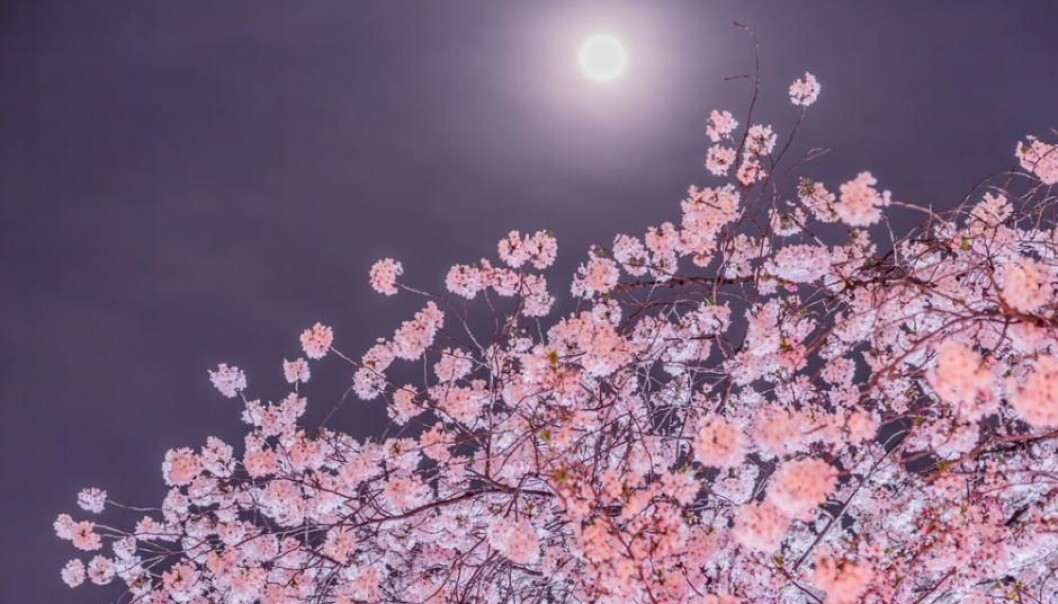 Scientists have measured how trees move at night. (Photo: Shutterstock) Scientists have measured how trees move at night. (Photo: Shutterstock)