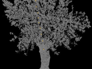 A 3d-point cloud image of an olive tree reveals plant movements at a high level of precision. (Illustration: Anders S. Barfod) A 3d-point cloud image of an olive tree reveals plant movements at a high level of precision. (Illustration: Anders S. Barfod)