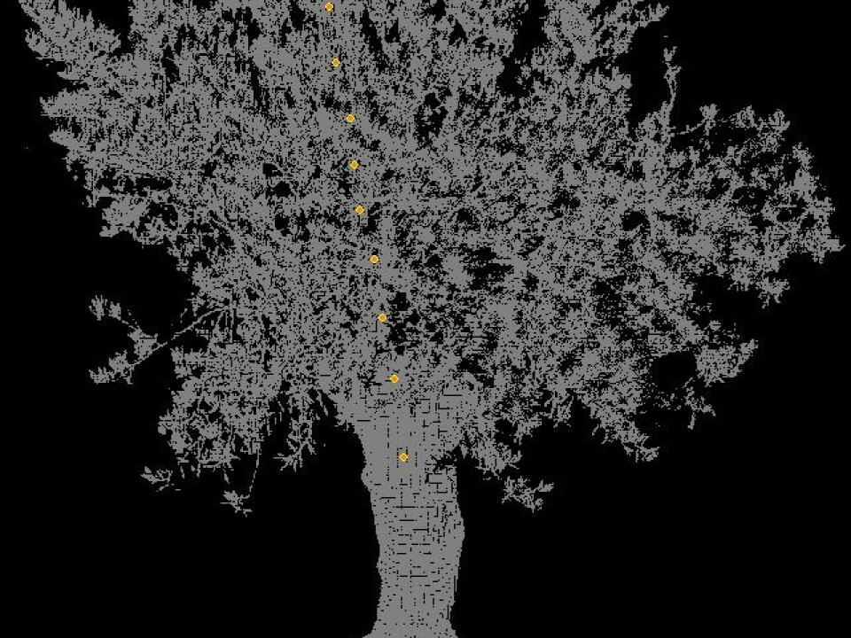 A 3d-point cloud image of an olive tree reveals plant movements at a high level of precision. (Illustration: Anders S. Barfod)