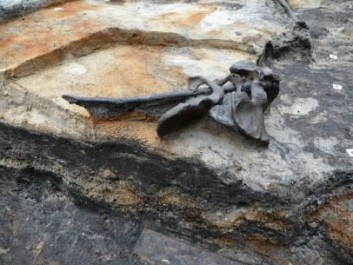 The stick with four pelvic bones was discovered in 2012 and published in 2014. It was believed to indicative of religious treatment. (Photo: Peter Jensen, Aarhus University) The stick with four pelvic bones was discovered in 2012 and published in 2014. It was believed to indicative of religious treatment. (Photo: Peter Jensen, Aarhus University)