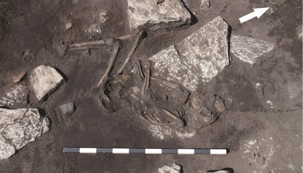The photo shows a skeleton of a young person, a victim of a bloody massacre on Öland. (Photo: Kalmar County Museum) The photo shows a skeleton of a young person, a victim of a bloody massacre on Öland. (Photo: Kalmar County Museum)