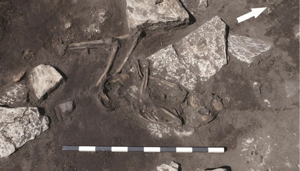 The photo shows a skeleton of a young person, a victim of a bloody massacre on Öland. (Photo: Kalmar County Museum)