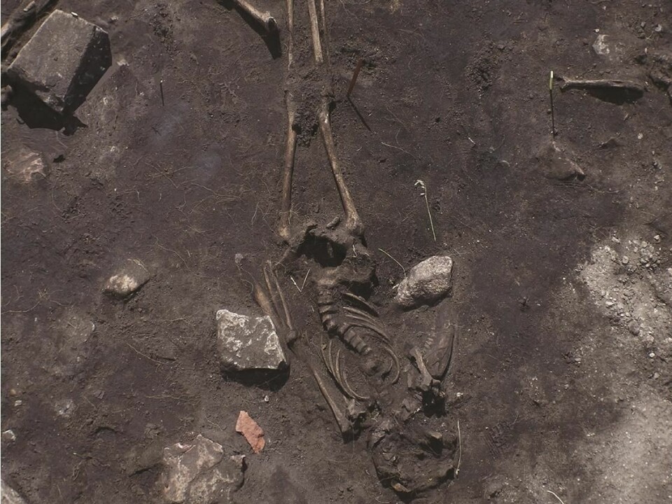 The photo shows the skeletons of two people, one on top of the other. Archaeologists believe one fell on the other, and was left there. One skull has been struck with a weapon. (Photo: Kalmar County Museum)