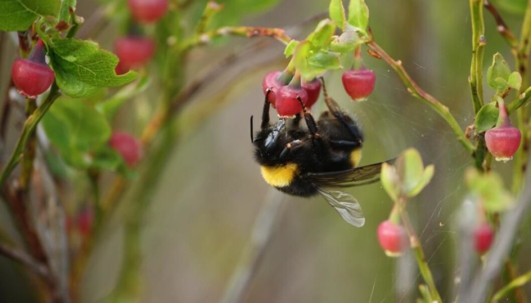 Our research shows that a well-insulated nest is crucial for the queen and subsequently, her large family, to retain heat and stay warm. (Photo: Shutterstock) Our research shows that a well-insulated nest is crucial for the queen and subsequently, her large family, to retain heat and stay warm. (Photo: Shutterstock)