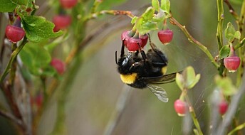 Scandinavian bumblebees survive by incubating their eggs