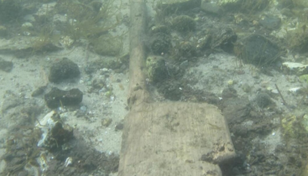 The 6,000-year-old paddles were found exposed on the seabed. (Photo: Claus Skriver) The 6,000-year-old paddles were found exposed on the seabed. (Photo: Claus Skriver)