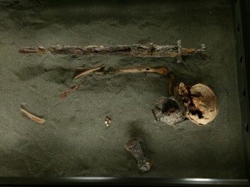 The genetic material from a man buried as a Viking reveals both Norse and Gaelic DNA, suggesting the Vikings had children with people in Ireland or Scotland before they migrated north. (Photo: Ívar Brynjólfsson / National Museum of Iceland) The genetic material from a man buried as a Viking reveals both Norse and Gaelic DNA, suggesting the Vikings had children with people in Ireland or Scotland before they migrated north. (Photo: Ívar Brynjólfsson / National Museum of Iceland)