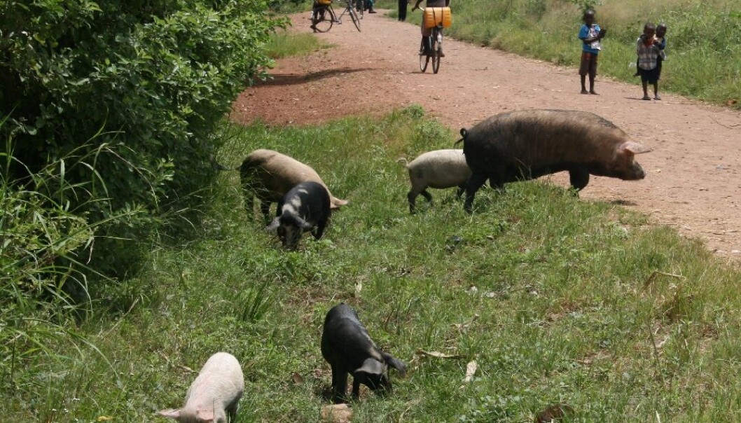 Eggs from tapeworms are found in human excrement, for instance in nature in Africa. These eggs can travel via pigs to human stomachs and then to the brain, where they cause epilepsy. (Photo: Annette Olsen, University of Copenhagen) Eggs from tapeworms are found in human excrement, for instance in nature in Africa. These eggs can travel via pigs to human stomachs and then to the brain, where they cause epilepsy. (Photo: Annette Olsen, University of Copenhagen)