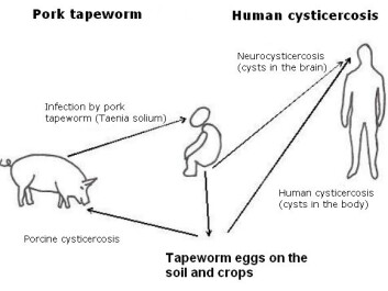 The lifecycle of a pork tapeworm (Taenia solium) and human cysticercosis. Human cysticercosis is transmitted from person to person by tapeworms – either directly or because people eat food infected with tapeworm eggs. The lifecycle of a pork tapeworm (Taenia solium) and human cysticercosis. Human cysticercosis is transmitted from person to person by tapeworms – either directly or because people eat food infected with tapeworm eggs.
