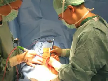 Doctors operate a pig, implanting a vascular prosthesis, replacing damaged arteries. (Photo: Aarhus University) 
