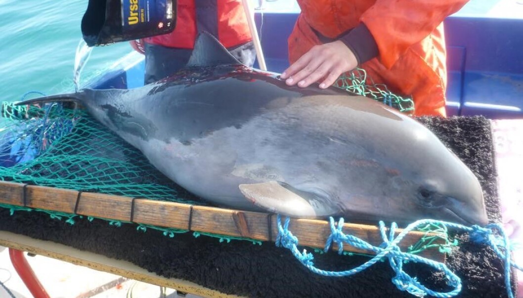 A porpoise is ready to get fitted with a satellite transmitter. Water is poured over the porpoise constantly to keep it calm and prevent the skin drying out. (Photo: Nynne Elmelund Lemming, Greenland Institute of Natural Resources) A porpoise is ready to get fitted with a satellite transmitter. Water is poured over the porpoise constantly to keep it calm and prevent the skin drying out. (Photo: Nynne Elmelund Lemming, Greenland Institute of Natural Resources)