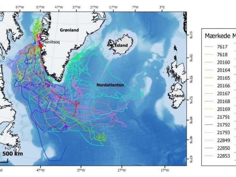 Tracks of 30 porpoises. Porpoises were caught and instrumented with satellite transmitters in Maniitsoq, West Greenland. (Figure: Nynne Elmelund Lemming, Greenland Institute of Natural Resources)