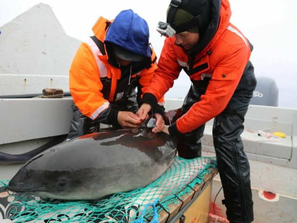 A scientist and a local hunter attach a satellite transmitter to a harbour porpoise in West Greenland. (Photo: Nynne Elmelund Lemming, Greenland Institute of Natural Resources)