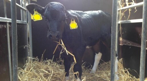 New test procedures will save dairy cows from Mycoplasma bovis disease