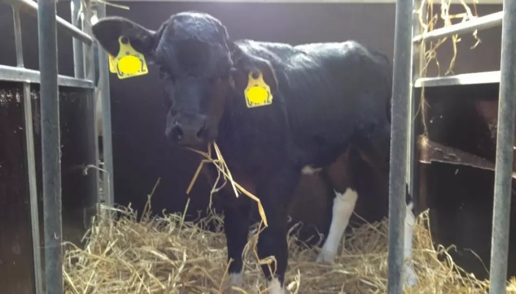 A calf with a middle ear infection caused by the bacterium Mycoplasma bovis. (Photo: Mette Bisgaard Petersen)