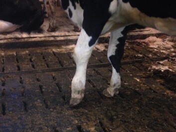 Una vaca que sufre una inflamación dolorosa de las articulaciones del rótulo y la rodilla después de infectarse con Mycoplasma bovis. (Foto: Mette Bisgaard Petersen)