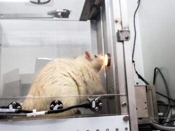 When the rat presses the pedal, it is given a little liquid. The light tells the rat that something is about to happen. (Photo: Linköping University) When the rat presses the pedal, it is given a little liquid. The light tells the rat that something is about to happen. (Photo: Linköping University)