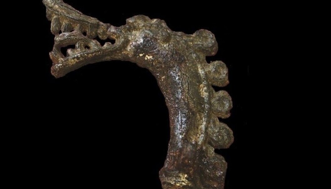 This little animal head is a unique style known only from Birka, Sweden. (Picture: Lena Holmquist/Antiquity/Kalmring et al.) This little animal head is a unique style known only from Birka, Sweden. (Picture: Lena Holmquist/Antiquity/Kalmring et al.)