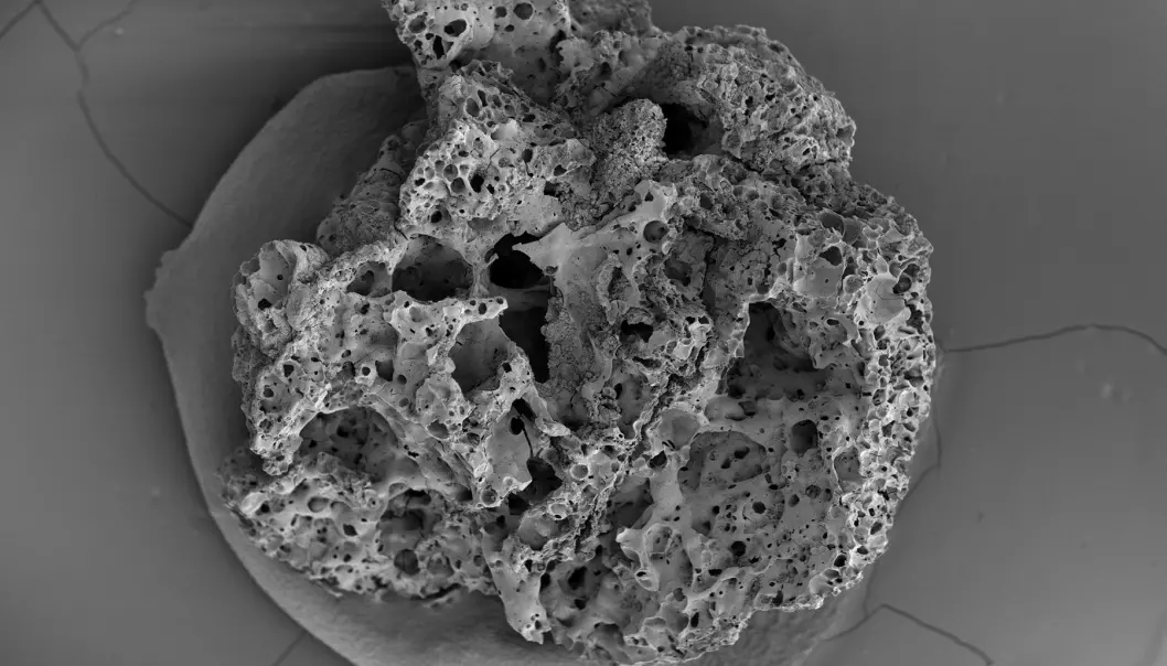 A high-resolution image of a piece of bread from Shubayqa 1. The bread remains were analyzed using a scanning electron microscope to reveal the microtexture of the finds, which allowed them to be compared with modern analogues. (Photo: Tobias Richter and Amaia Arranz-Otaegui)