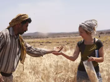 Ali Muflih Shokaiteer (a local assistant on the research team in Jordan) and archaeobotanist Amaia Arranz-Otaegui collect modern plant samples in a wheat field close to the excavation site. (Photo: Alexis Pantos)
