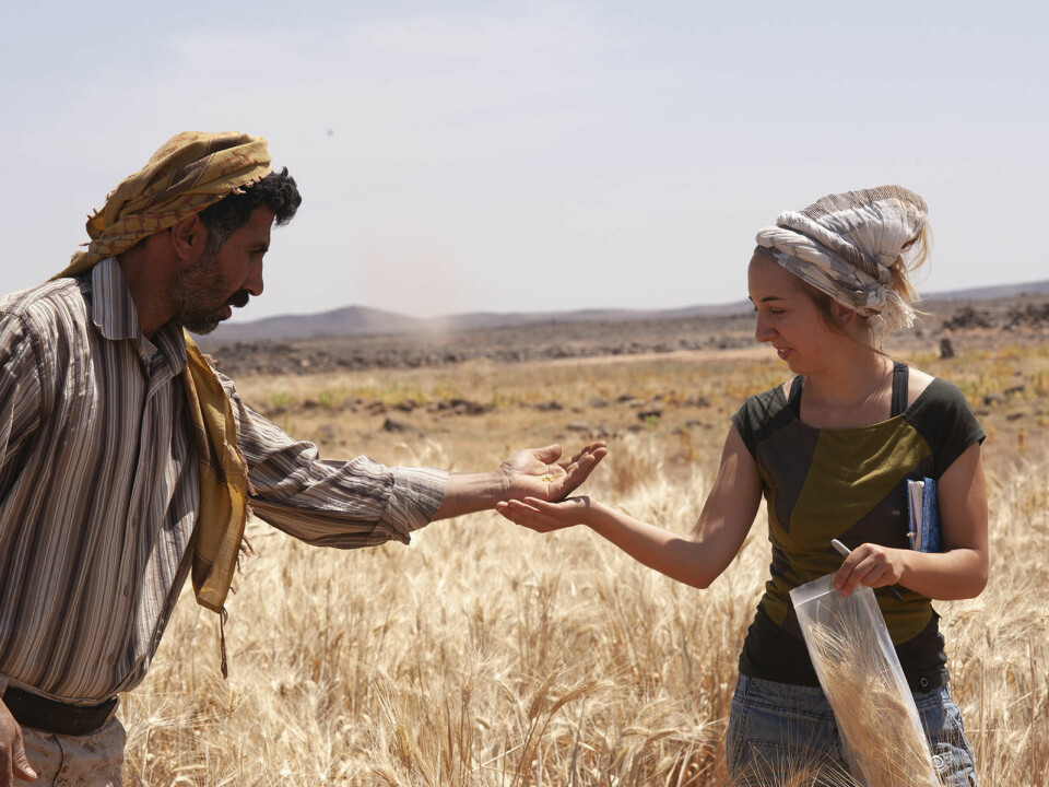 Ali Muflih Shokaiteer (a local assistant on the research team in Jordan) and archaeobotanist Amaia Arranz-Otaegui collect modern plant samples in a wheat field close to the excavation site. (Photo: Alexis Pantos)
