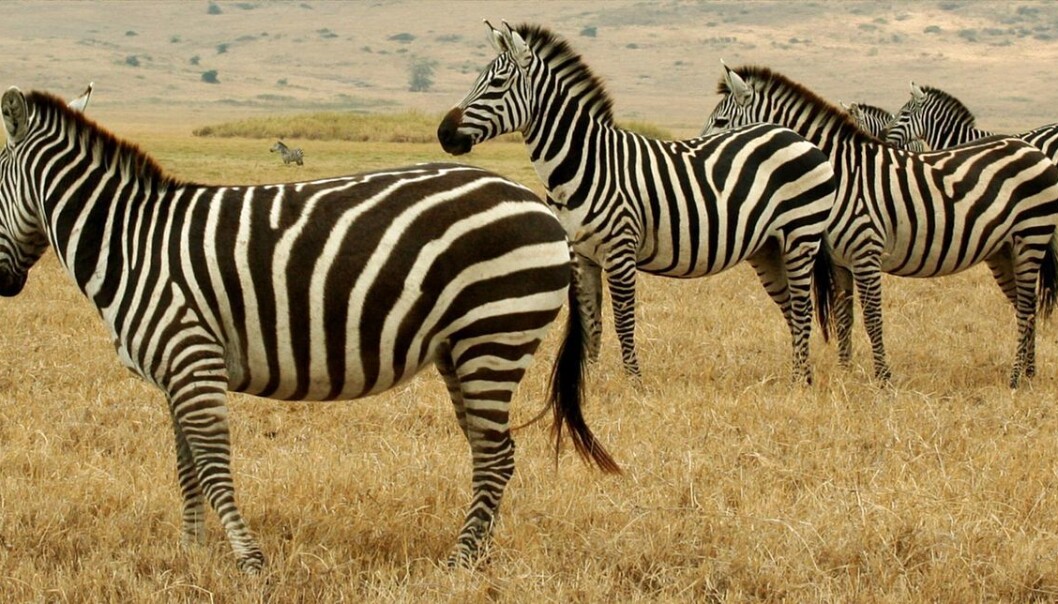 The zebra’s stripes have long been a mystery to scientists. But now we may be a step closer to an explanation of this weird outfit. (Photo: Eismcsquare) The zebra’s stripes have long been a mystery to scientists. But now we may be a step closer to an explanation of this weird outfit. (Photo: Eismcsquare)