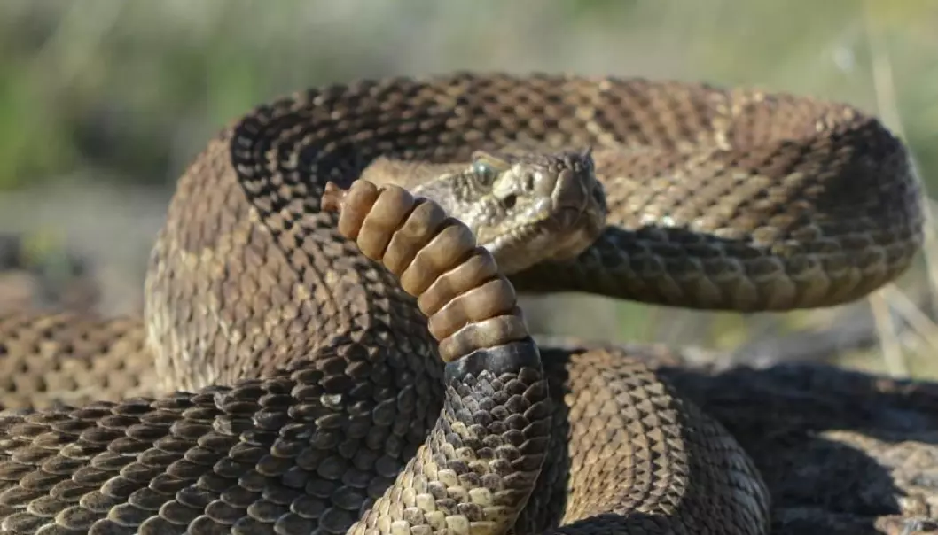 The venomous prairie rattlesnake with its characteristic rattle. (Photo: Crotalus viridis © Andrew DuBois (Flickr)).