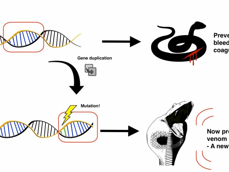 Serine proteases are proteins that are involved in the coagulation process of blood, when the snake gets an injury. After a duplication of the gene encoding a serine protease, the duplicate gene undergoes neofunctionalization and is expressed as part of the venom in a specialized venom gland. After a snake bites its prey and injects venom, the serine protease will consume all clotting factors in the blood of the prey. Therefore, the blood can no longer coagulate, and thus the animal will bleed to death. This is called consumption coagulopathy. (Illustration: Albert Fuglsang-Madsen).
