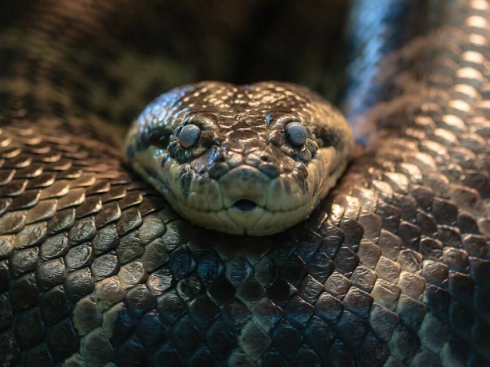 Yellow anaconda. One of the snake species that is not venomous, but instead uses constriction as its strategy for prey subduction. Possibly, the ancestors of this snake species may have been venomous. (Photo: Eunectes notaeus © Silvain de Munck (Flickr).