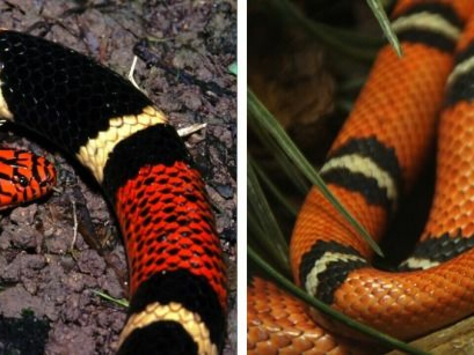 It can be difficult to tell the two snakes apart. The snake on the left is the venomous coral snake, whereas the snake on the right is the harmless milk snake that copies the pattern of the coral snake for free protection. (Fotos: Micrurus surinamensis (left) © Bernard Dupoint (Flickr), Lampropeltis triangulum (right) © Allie Caulfield (Flickr).