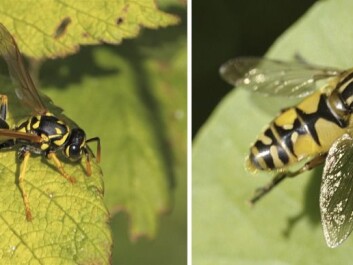 A wasp is seen on the left, which the hoverfly on the right easily can be mistaken for. (Photos: Polistes dominula (left) © Dan Mullen (Flickr), Hoverfly of the genus Syrphoidea (right), © Fabrice (Flickr). A wasp is seen on the left, which the hoverfly on the right easily can be mistaken for. (Photos: Polistes dominula (left) © Dan Mullen (Flickr), Hoverfly of the genus Syrphoidea (right), © Fabrice (Flickr).