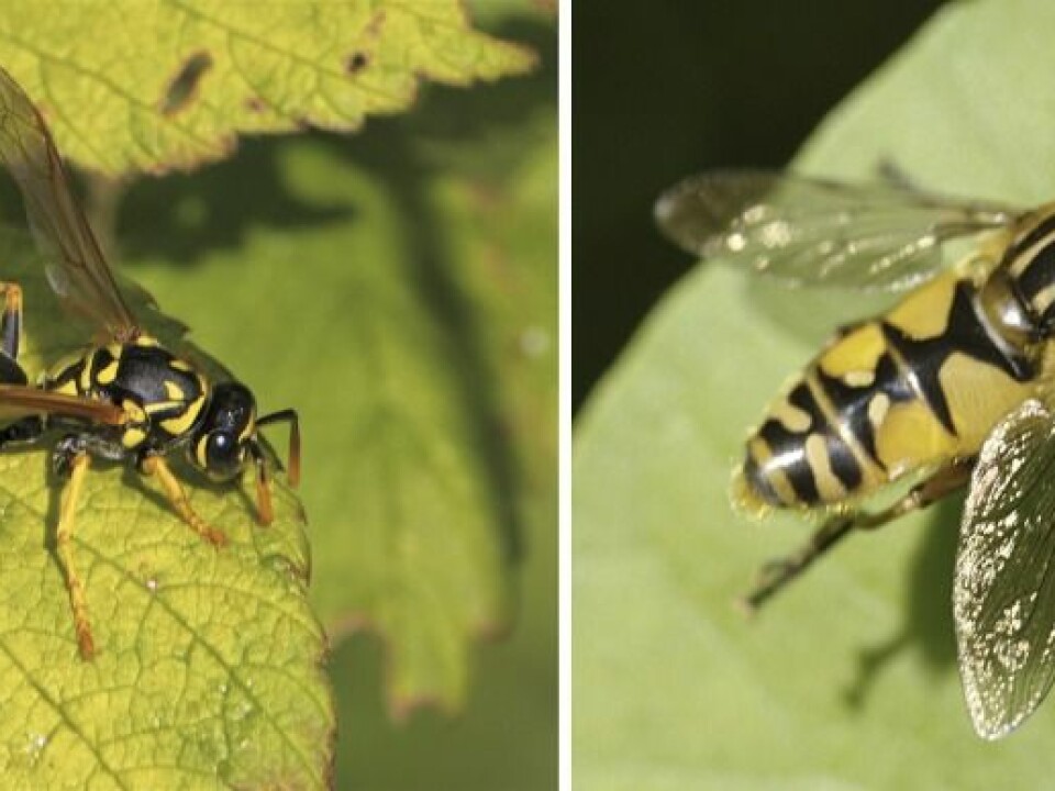 A wasp is seen on the left, which the hoverfly on the right easily can be mistaken for. (Photos: Polistes dominula (left) © Dan Mullen (Flickr), Hoverfly of the genus Syrphoidea (right), © Fabrice (Flickr).