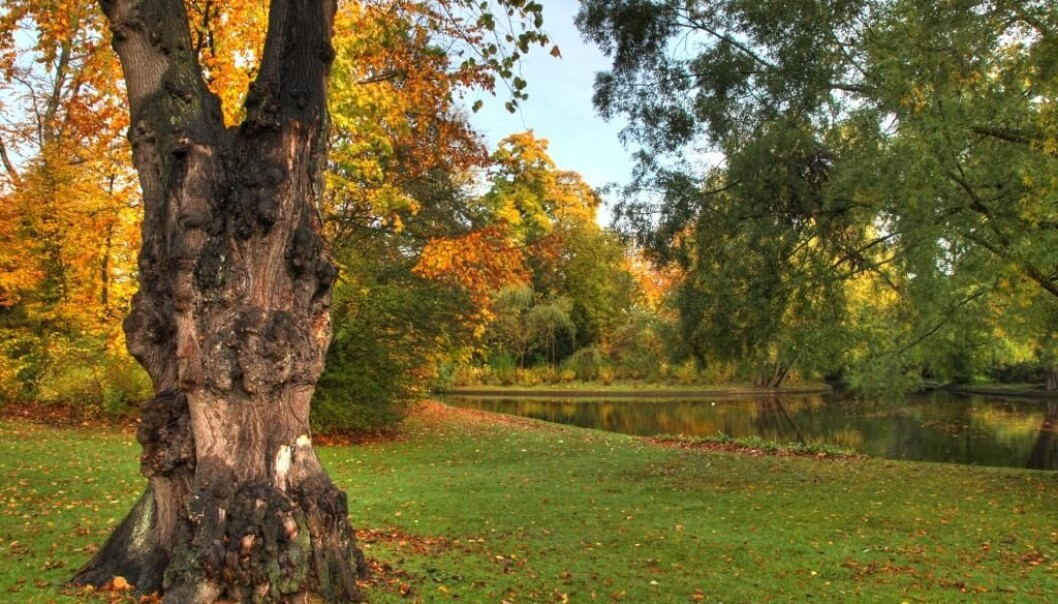 If you live less than 300 metres away from a green area, you’re highly likely to be happier, slimmer and healthier than other people, a recent study suggests. (Colourbox) If you live less than 300 metres away from a green area, you’re highly likely to be happier, slimmer and healthier than other people, a recent study suggests. (Colourbox)